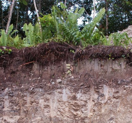Преимущества и недостатки дерново-подзолистых почв