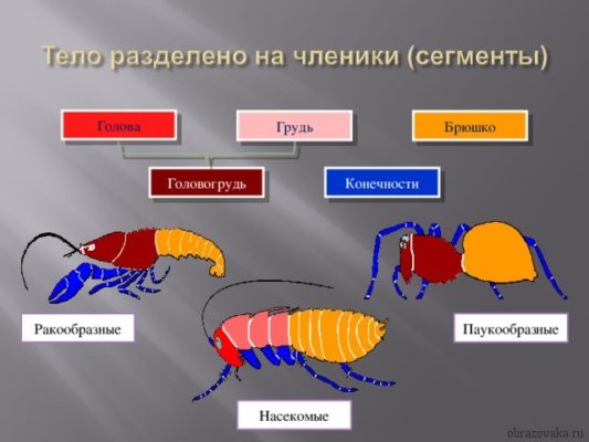 Otdely Tela Chlenistonogih Kakie Polosti Imeet Chlenistye Konechnosti I Skelet