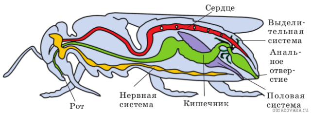 Класс ракообразные