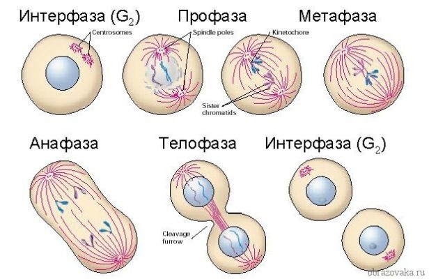 Митоз и мейоз: понятие, фазы, отличия