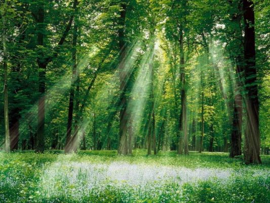 Реферат: Лес и его значение в экосистеме