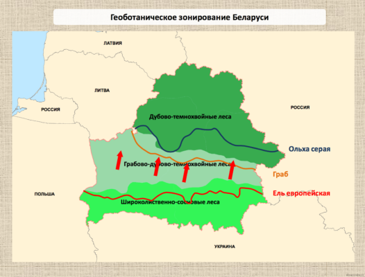 Карта посещения лесов в беларуси на сегодня