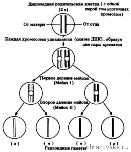 Схема мейоза 1