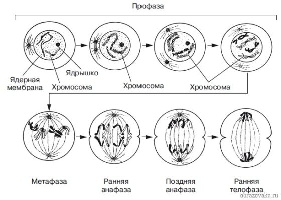 Какой процесс показан на рисунке митоз мейоз