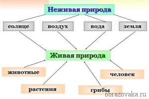 Связь между живой и неживой природой схема