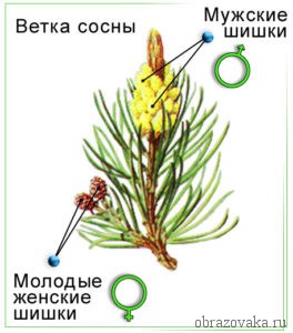 Еловые шишки мужские и женские фото