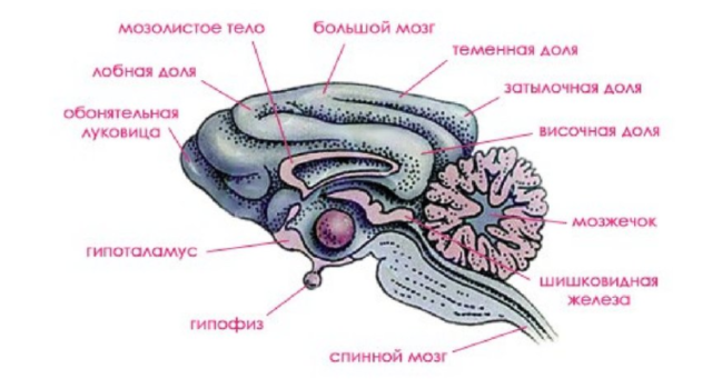 Что значит плацентарные млекопитающие