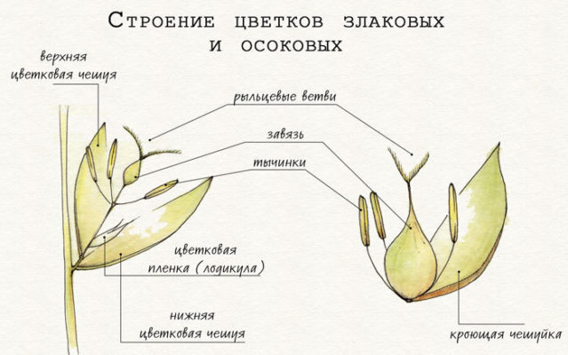 Рассмотрите рисунок выскажите свое предположение о том как опыляется цветок такого строения