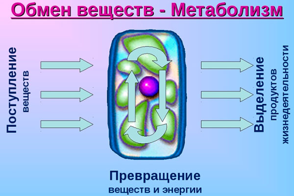 Реферат: Метаболизм как основа жизнедеятельности клетки