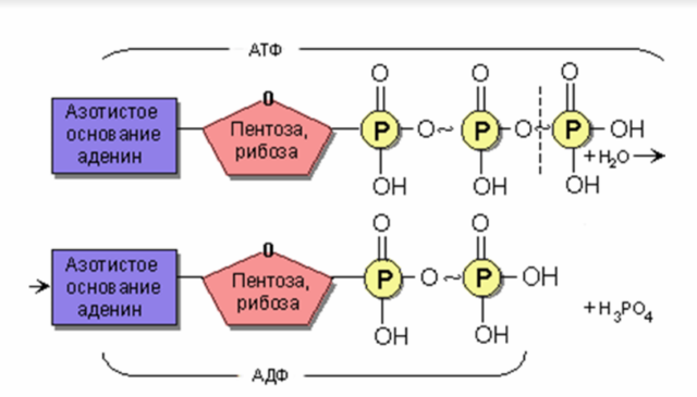 Обмен веществ и энергии в клетке превращение и