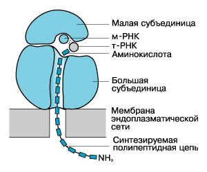 Рибосомы рисунок схематично в клетке