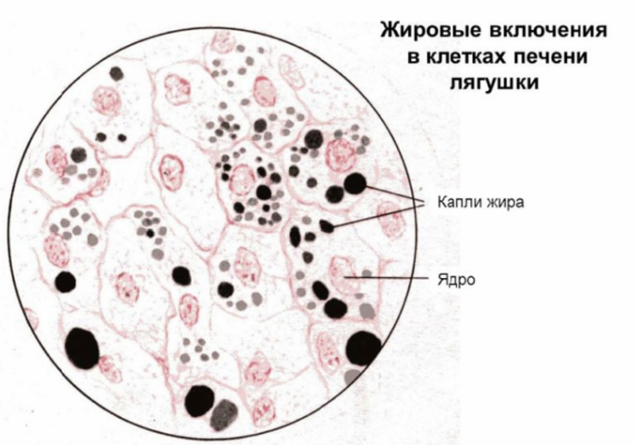 Наличие толстой клеточной оболочки пластид г и структуры обозначенной на рисунке буквой а признаки