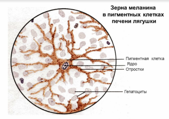 Рисунок клеточные включения