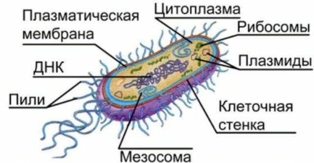 Схема прокариотической клетки