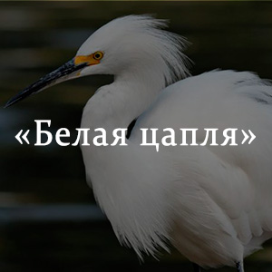 Краткое содержание «Белая цапля» Краткое содержание «Белая цапля»