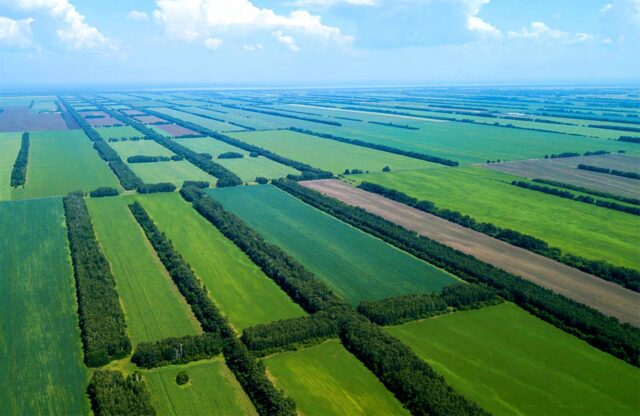 Лесозащитные полосы