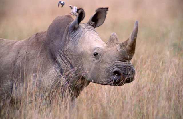 Носорог и воловья птица
