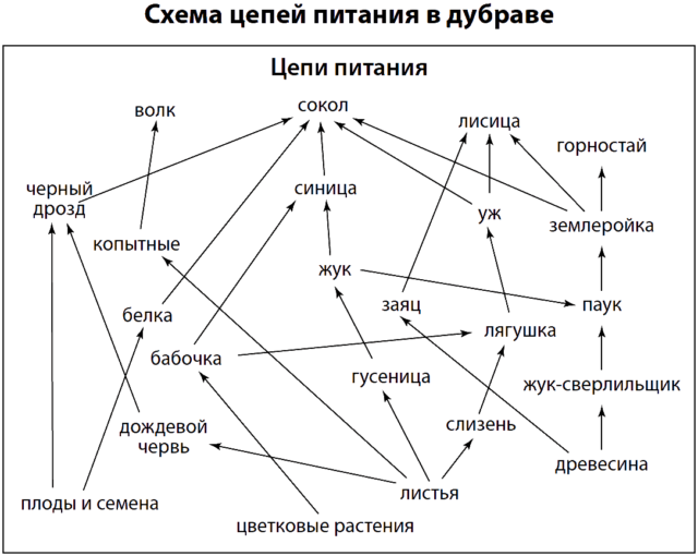 Пищевая сеть дубравы