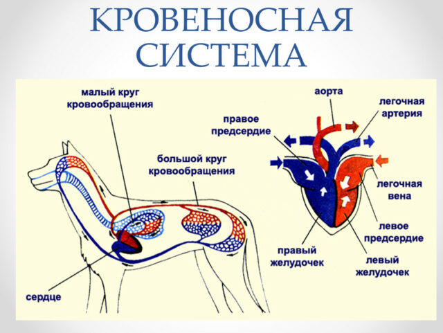 Выделительная система млекопитающих картинки