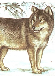 Краткое содержание «Виннипегский волк»