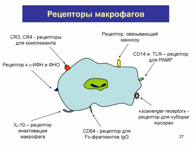 Монофаги — эффективные фагоциты