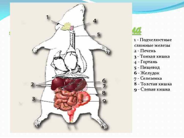 Пищеварительная система грызунов Пищеварительная система грызунов