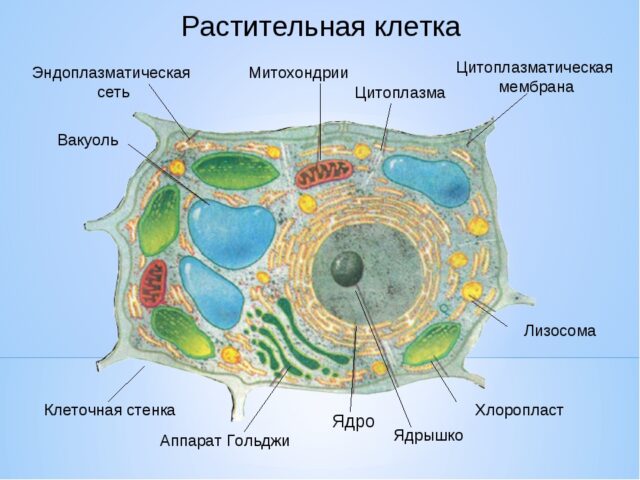 Растительные клетки