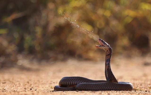 Плюющаяся кобра
