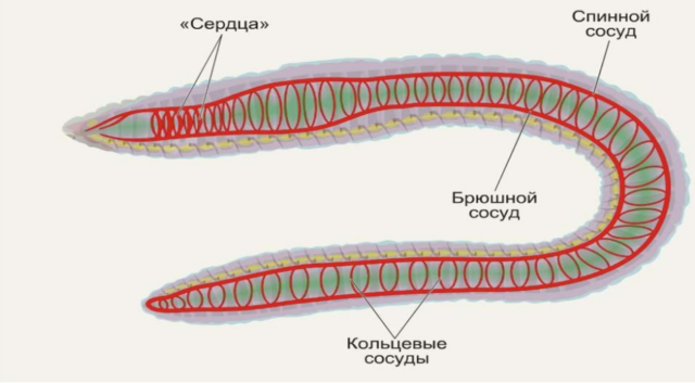 Схема кровообращения кольчатых червей