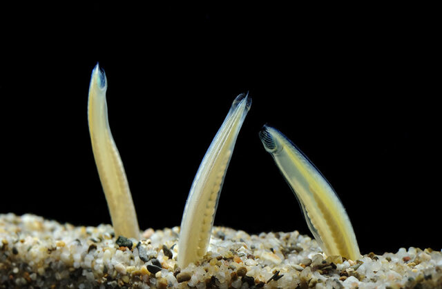 Ланцетники на морском дне Ланцетники на морском дне