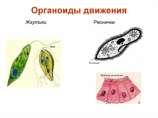 Каким номером на рисунке обозначены органоиды простейших относящиеся к немембранным