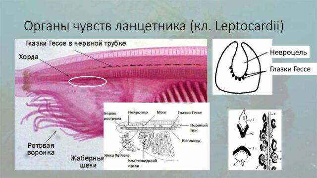 Стоковые фотографии по запросу Five senses