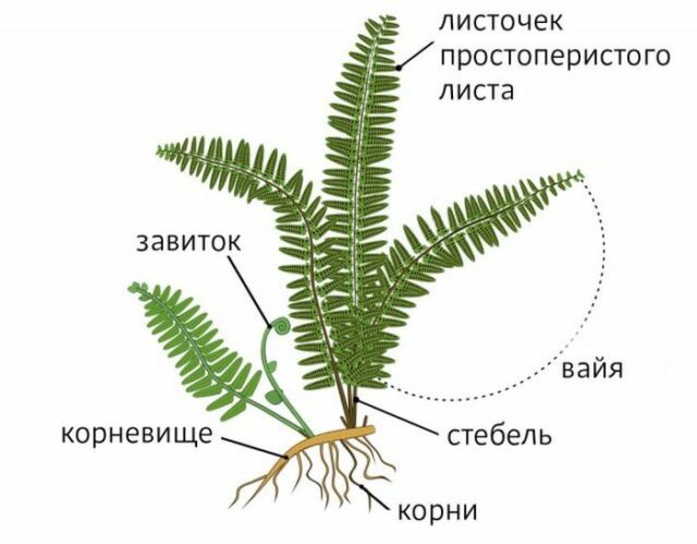 Какие растения относятся к папоротникам