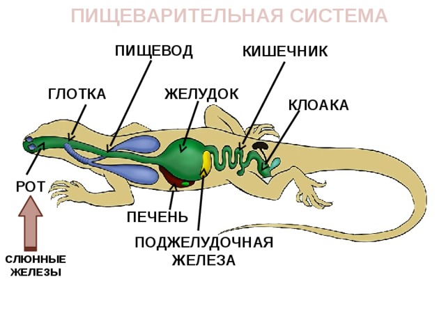 Схема пищеварительной системы рептилий