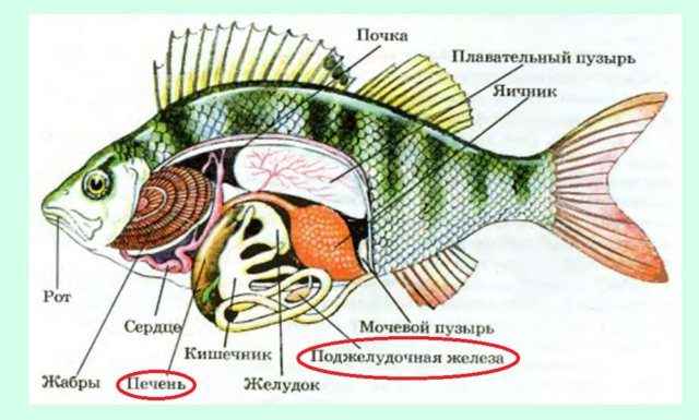 Особенности внутреннего строения щуки. Пищеварительная система костных рыб. Внутреннее строение рыбы. Пищеварителаясистема рыб. Легкие рыбы.