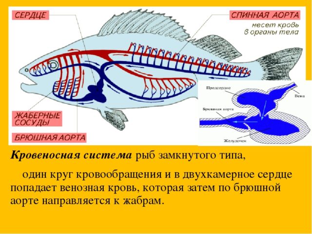 Почему рыбы имеют замкнутую кровеносную систему: физиологические особенности и преимущества