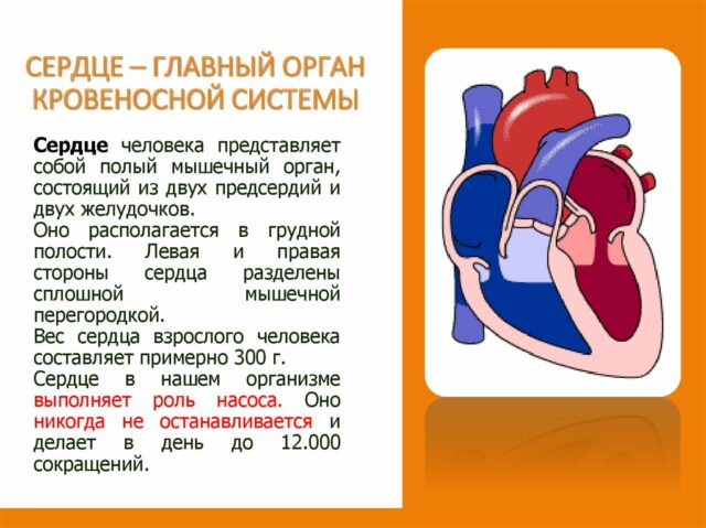 Сердце — главный орган кровеносной системы