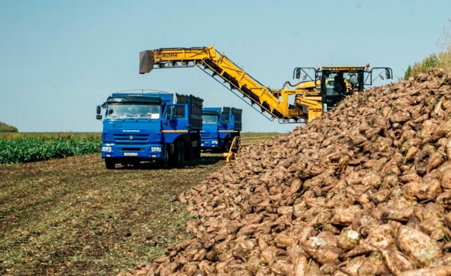 Уборка сахарной свеклы камазами