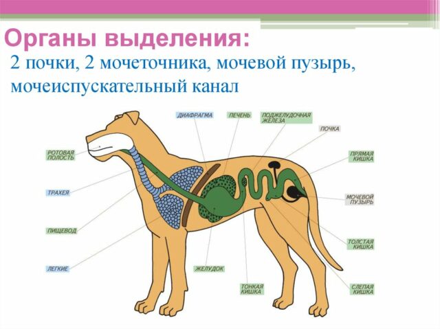 Выделительная система животного изображенного на рисунке представлена