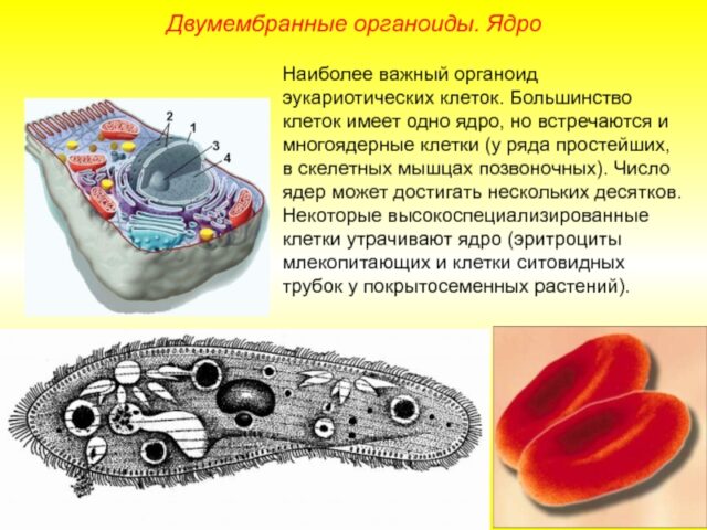 Реферат: Органоиды клетки и их функции