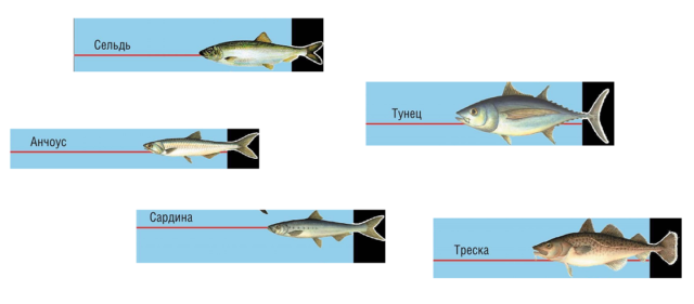 Промысловые виды рыб Тихого океана